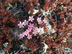 صورة Douglasia ochotensis (Willd. ex Roem. & Schult.) Hult.