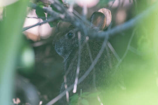 Plancia ëd Sylvilagus palustris hefneri Lazell 1984