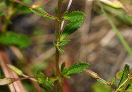 Mecardonia acuminata subsp. peninsularis (Pennell) R. A. Rossow resmi