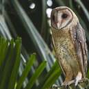 Image of Andaman Masked Owl