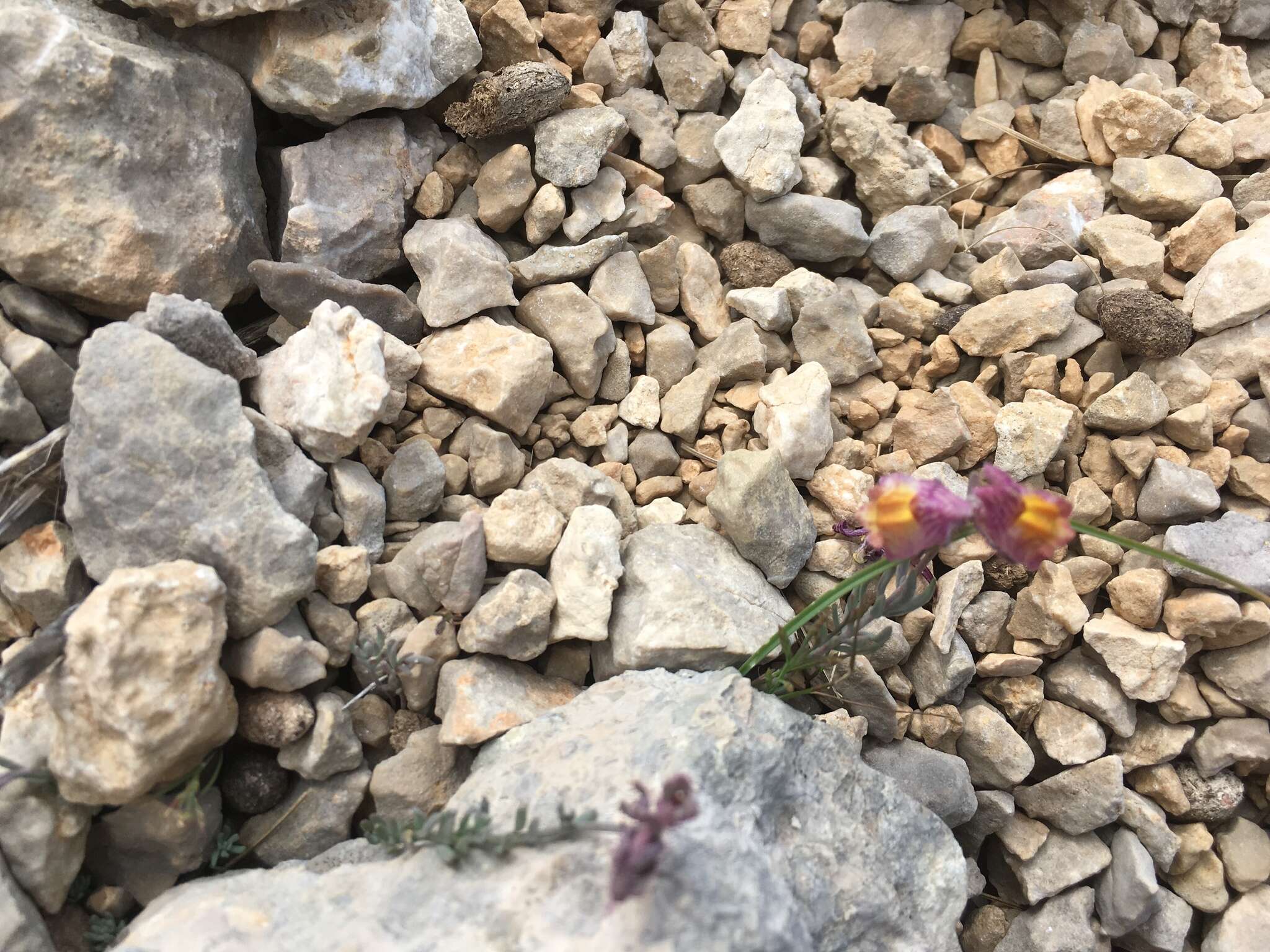 Image of roadside toadflax