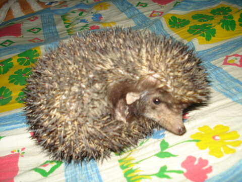 Image of Indian Hedgehog