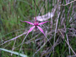 Image of Caladenia harringtoniae Hopper & A. P. Br.