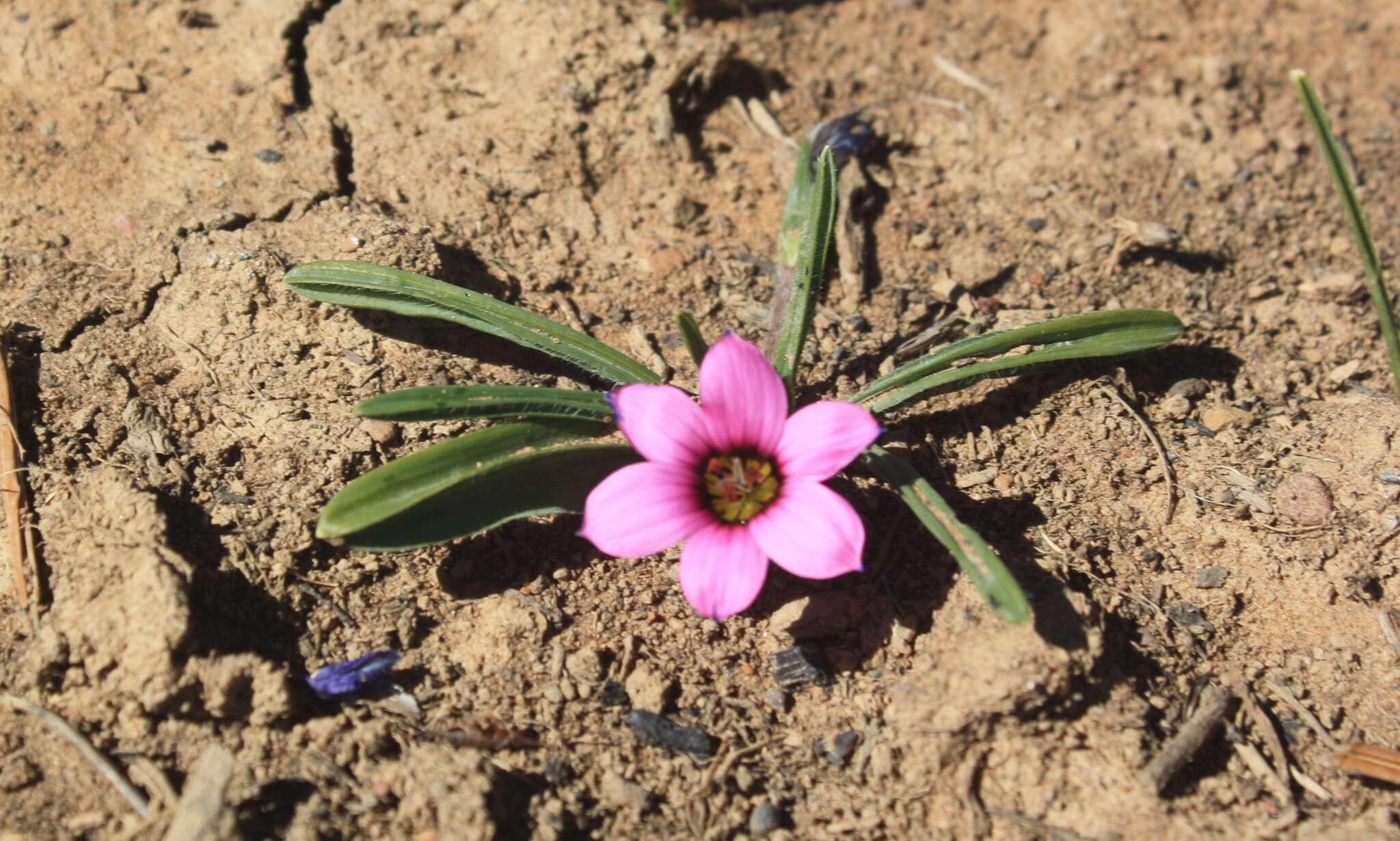 Image of Romulea tetragona M. P. de Vos