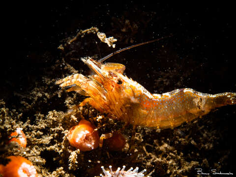 Image of intertidal coastal shrimp