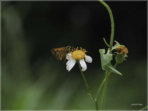 Image of Ampittia dioscorides etura Mabille 1891