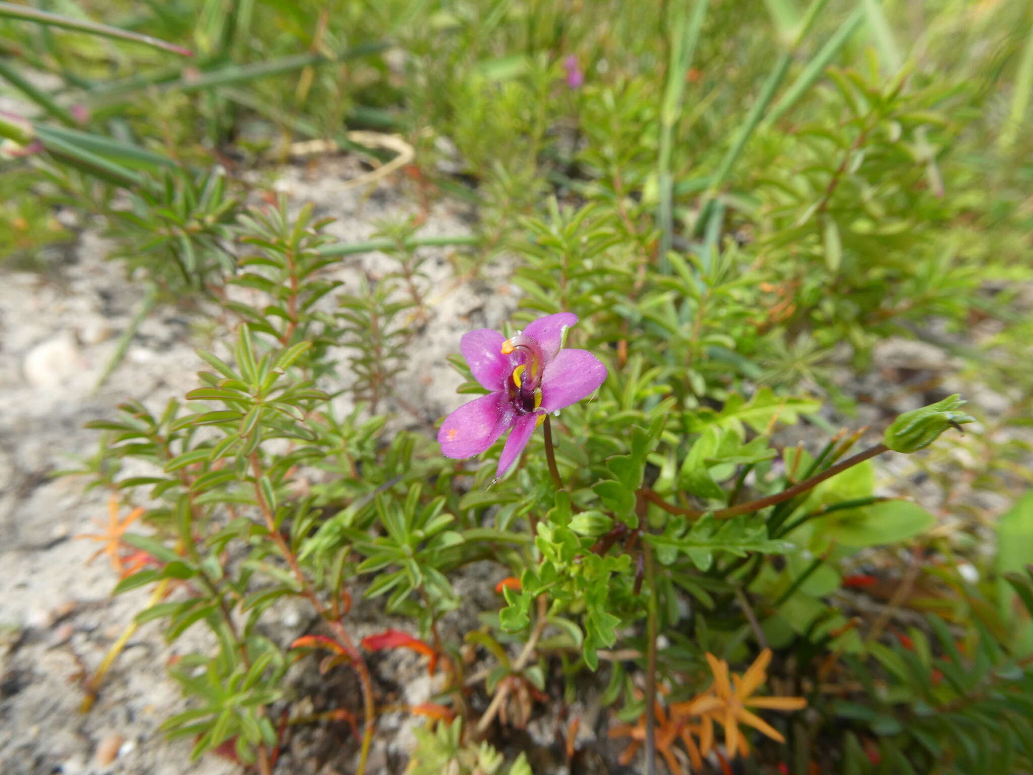 Imagem de Diascia capensis (L.) Britten