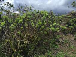 Image of Erigeron lancifolius Hook. fil.