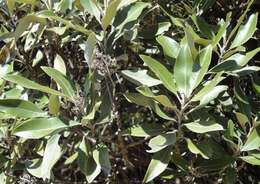 Image de Olearia avicenniifolia (Raoul) Hook. fil.