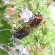 Image of Twice-stabbed Stink Bug