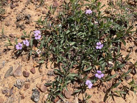 Sivun Dyschoriste decumbens (A. Gray) Kuntze kuva