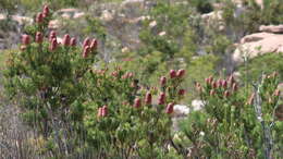 Image of Leucadendron nobile I. Williams