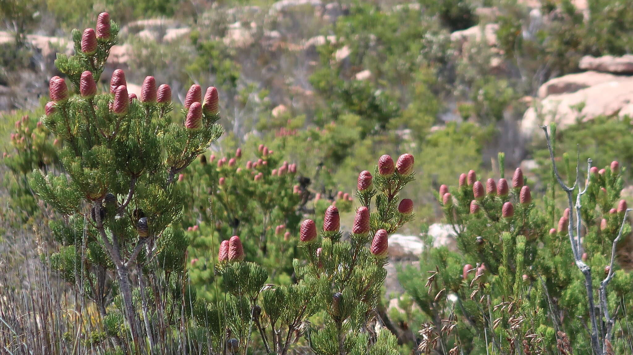 Image of Leucadendron nobile I. Williams