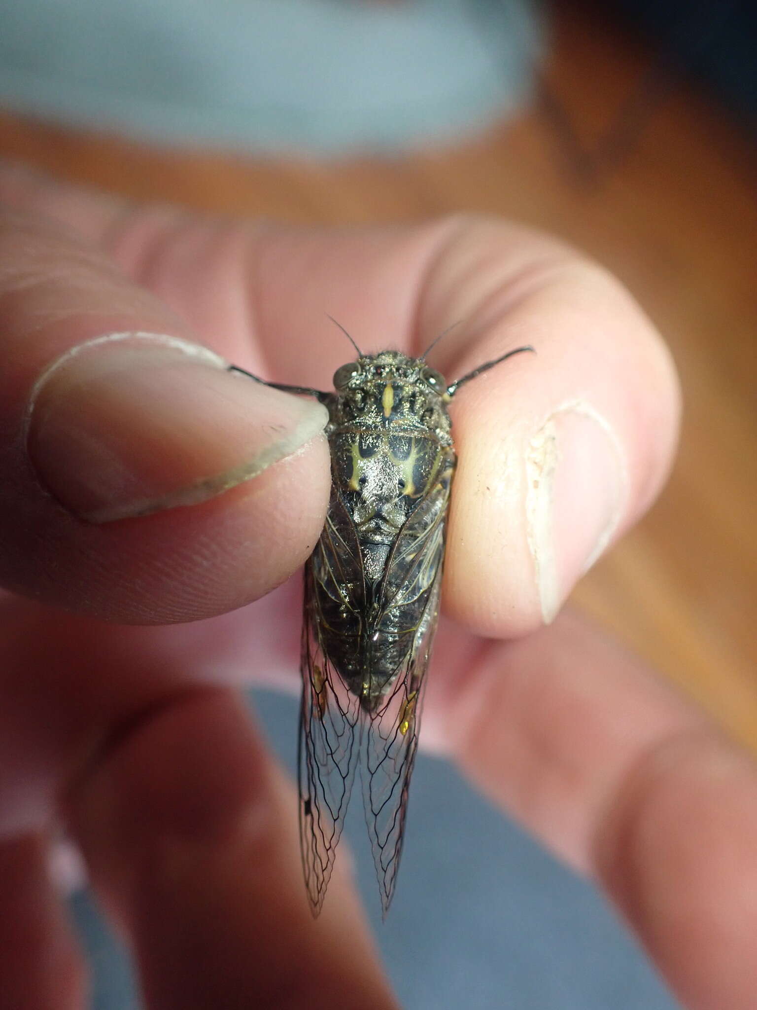 Image of chirping cicada