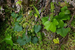 Imagem de Hedera azorica Carrière