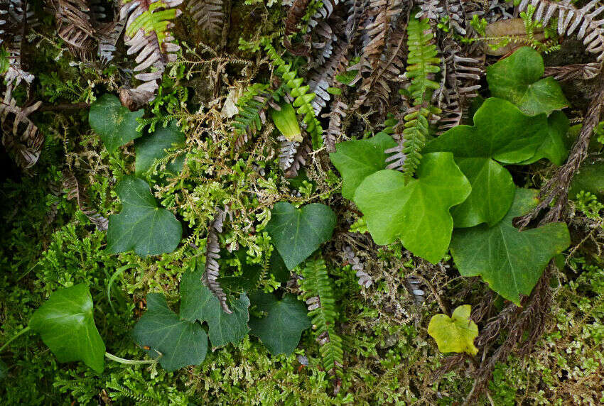 Image of Hedera azorica Carrière