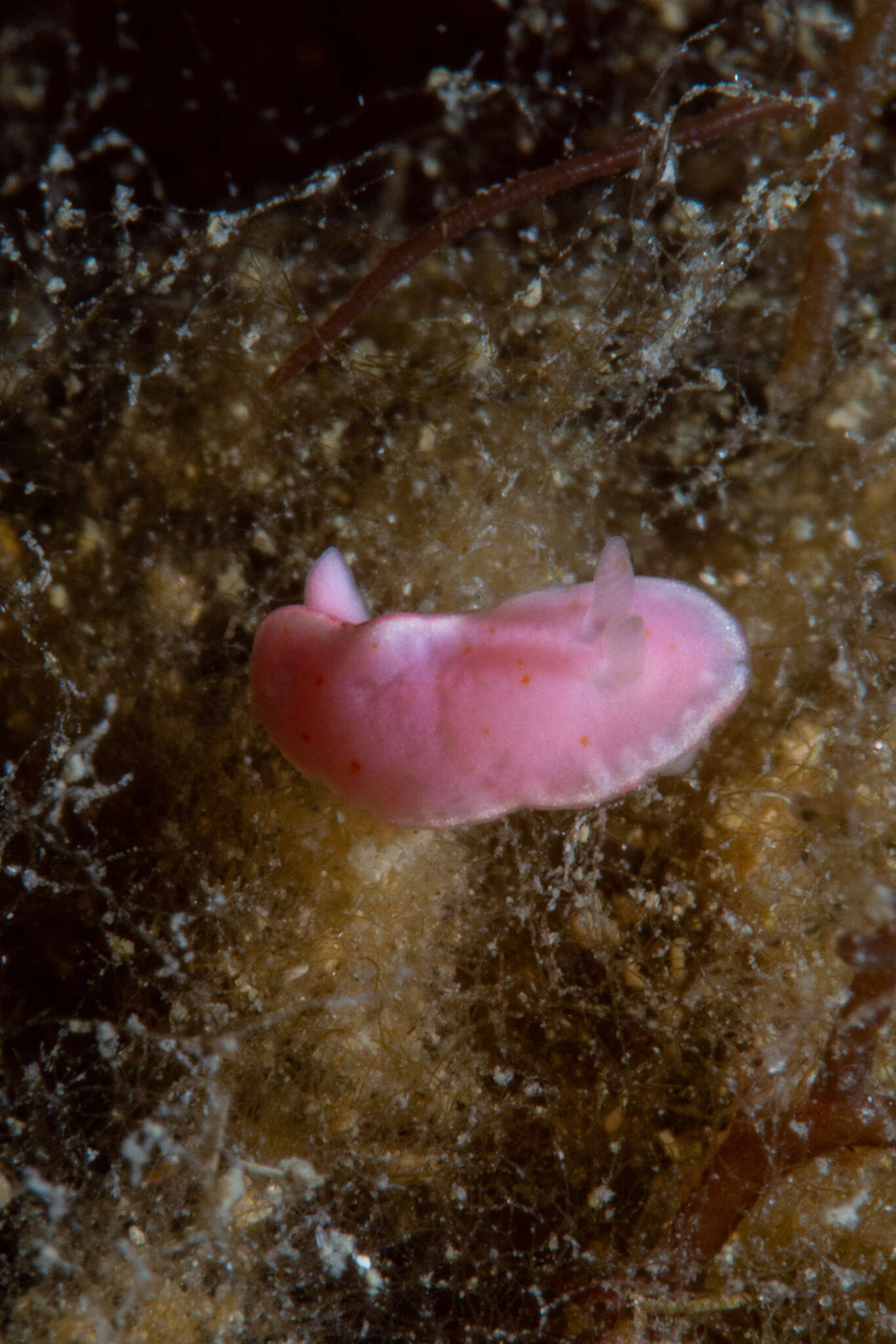 Image of Verconia haliclona (Burn 1957)