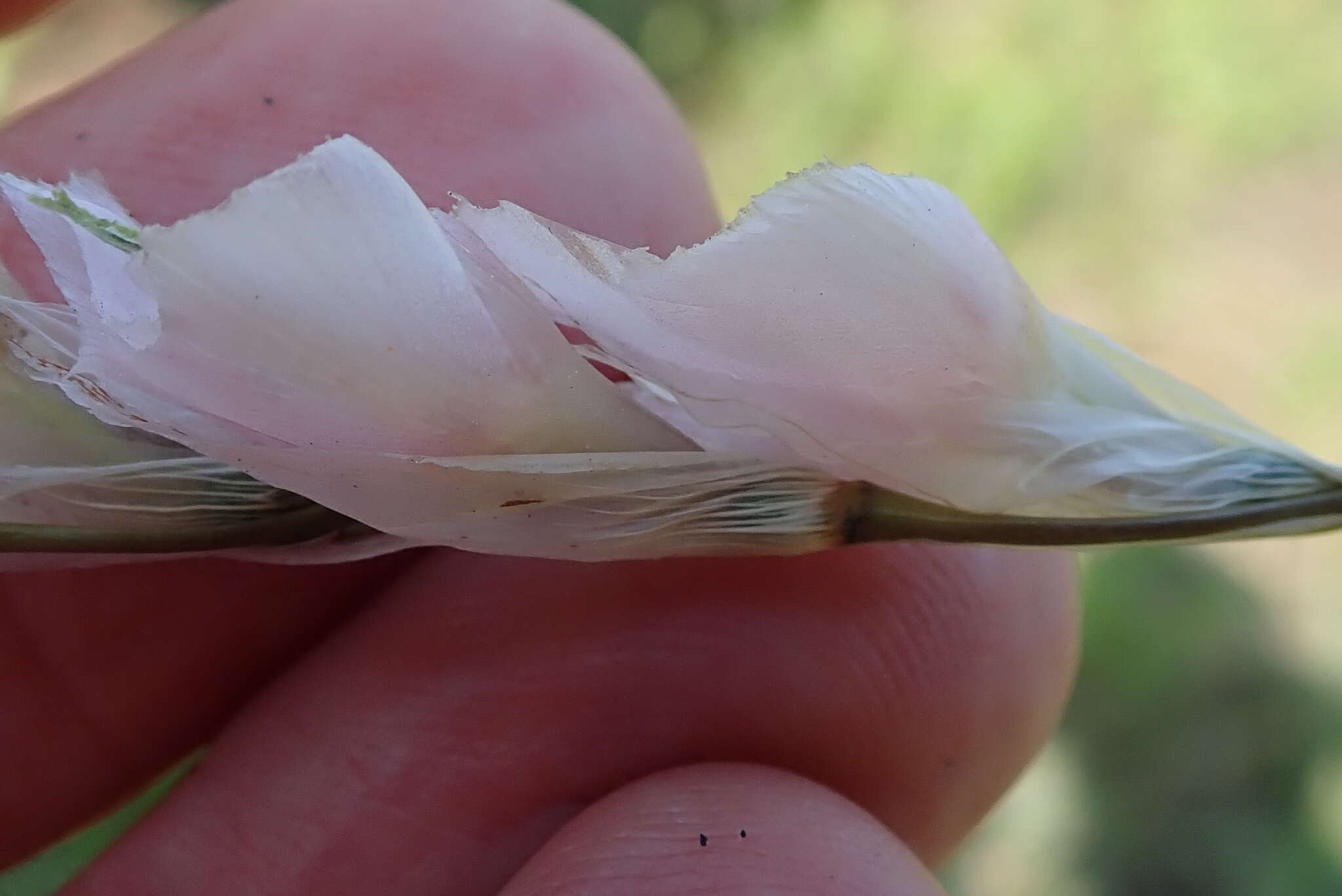 Image of Dierama pallidum Hilliard