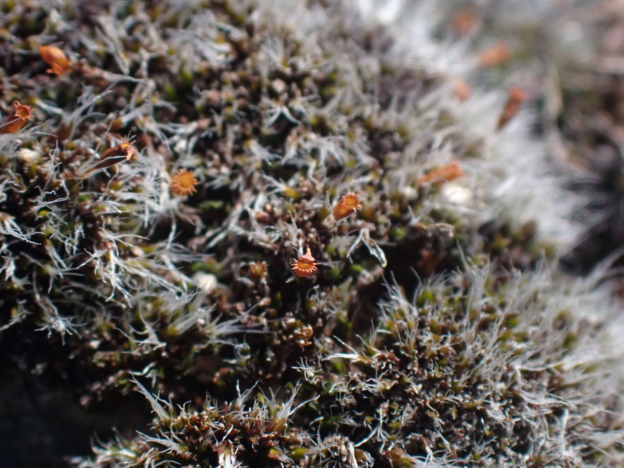 Image of coscinodon moss