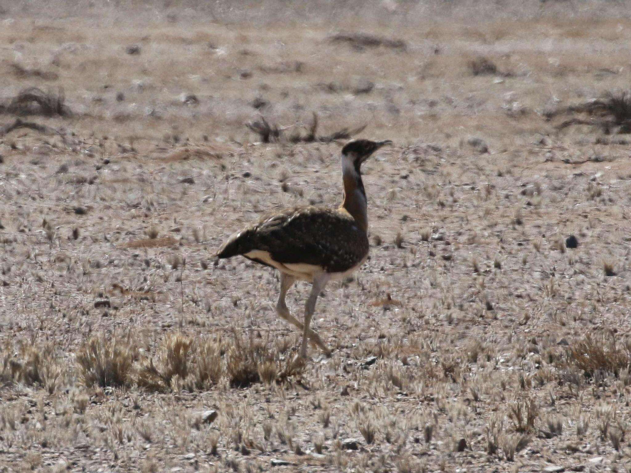 Image of Ludwig's Bustard