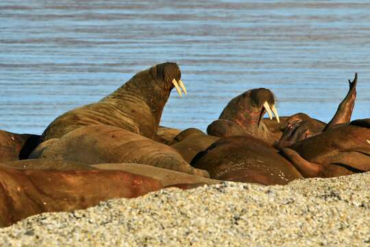 Image of walrus