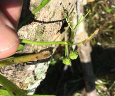 Imagem de Sagittaria subulata (L.) Buchenau