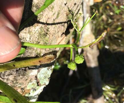 Imagem de Sagittaria subulata (L.) Buchenau