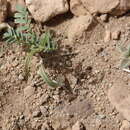 Astragalus crenatus Schult.的圖片