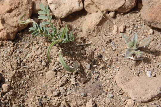 Imagem de Astragalus crenatus Schult.