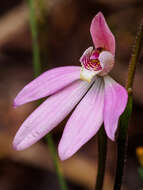 Imagem de Caladenia tonellii D. L. Jones