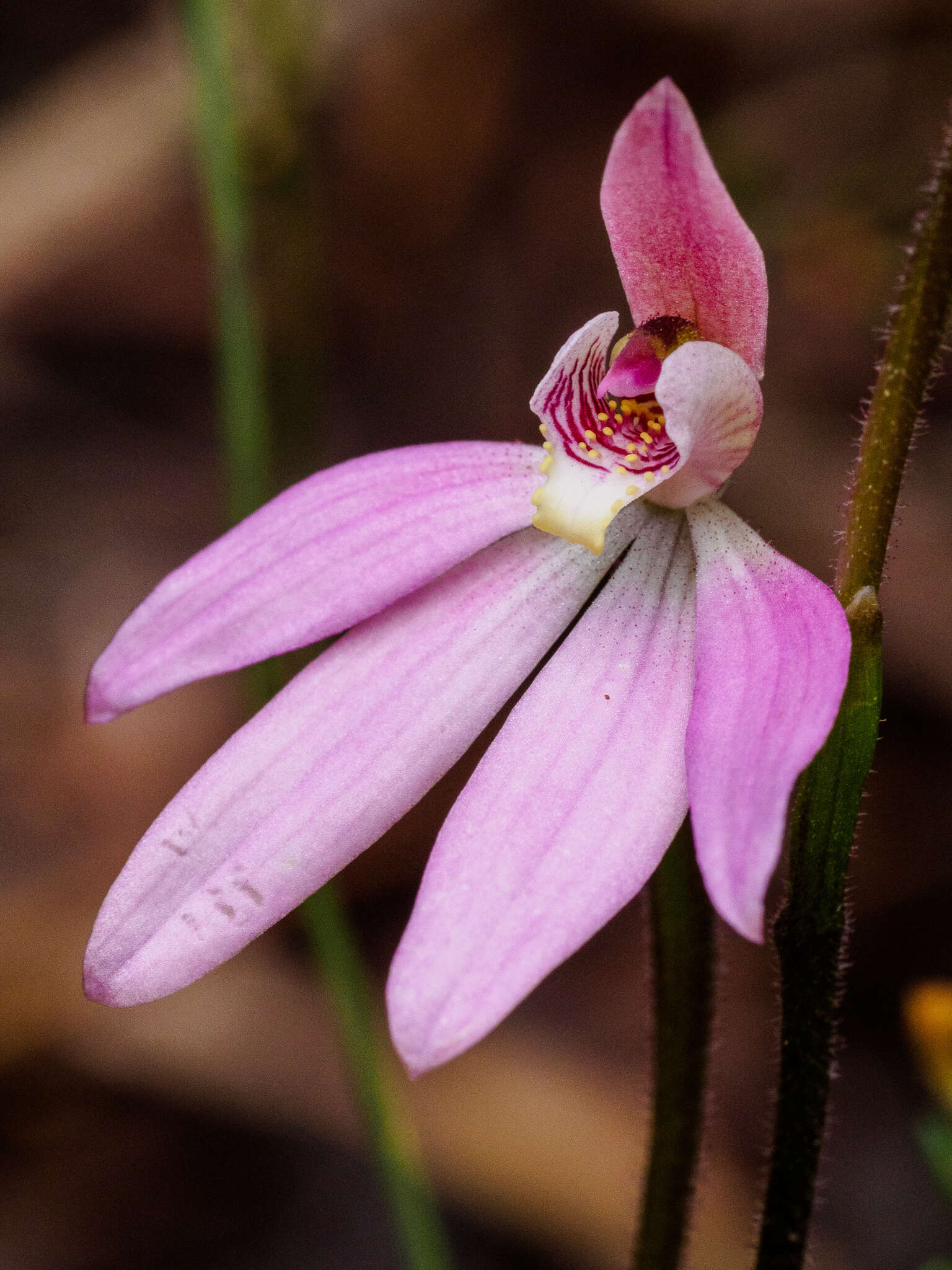 Image of Caladenia tonellii D. L. Jones