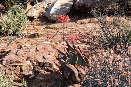 Слика од Aloe perfoliata L.