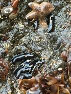 Image of tar spot sea cucumber