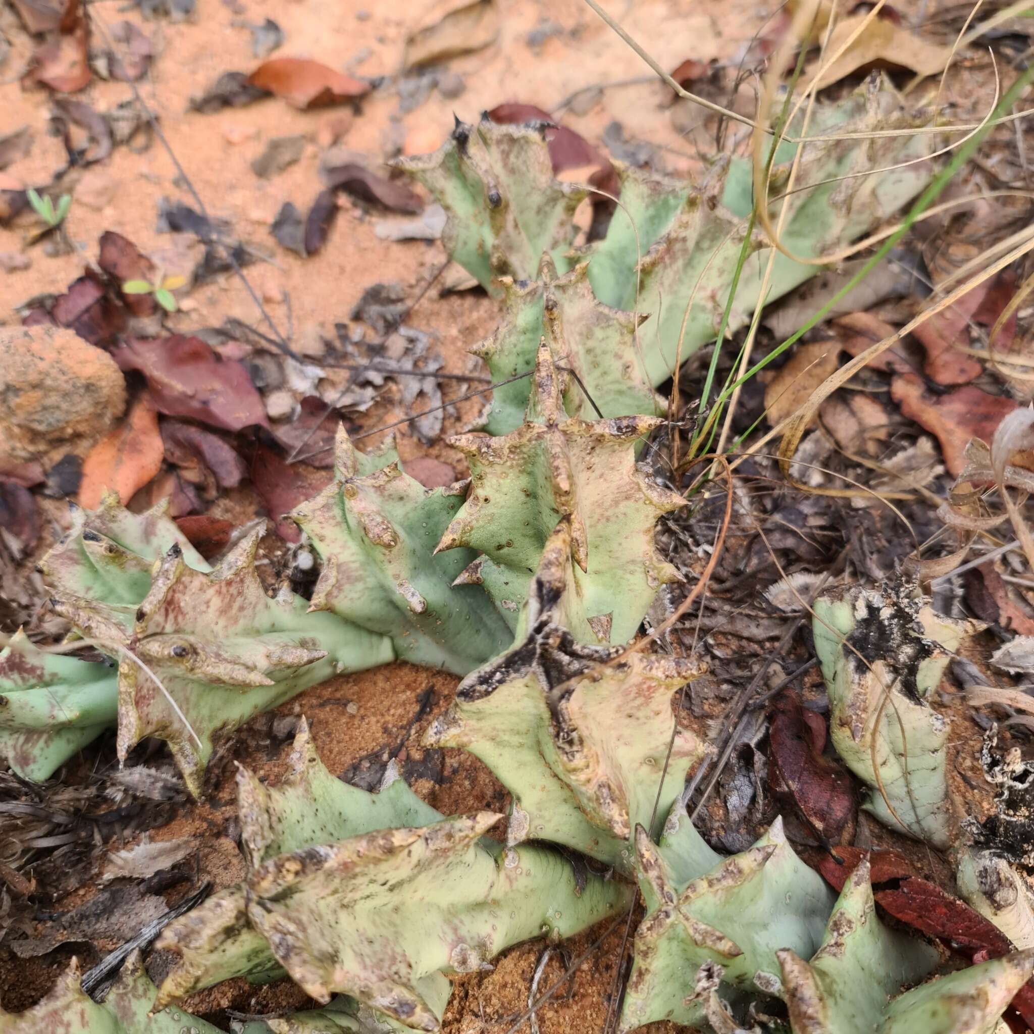 Image of Ceropegia melanantha (Schltr.) Bruyns