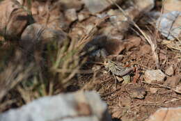 Image of Arcyptera (Pararcyptera) brevipennis subsp. vicheti Harz 1975