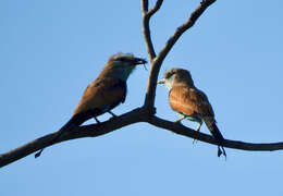 Image of Racket-tailed Roller