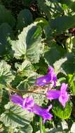 Image of wild canterbury bells