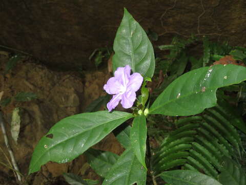 Image of Ruellia yurimaguensis Lindau