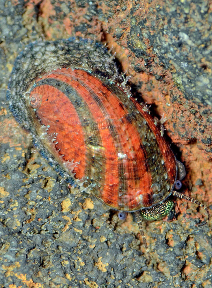 Image of Stomatella planulata Lamarck 1816