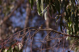 Image of Band-tailed Seedeater