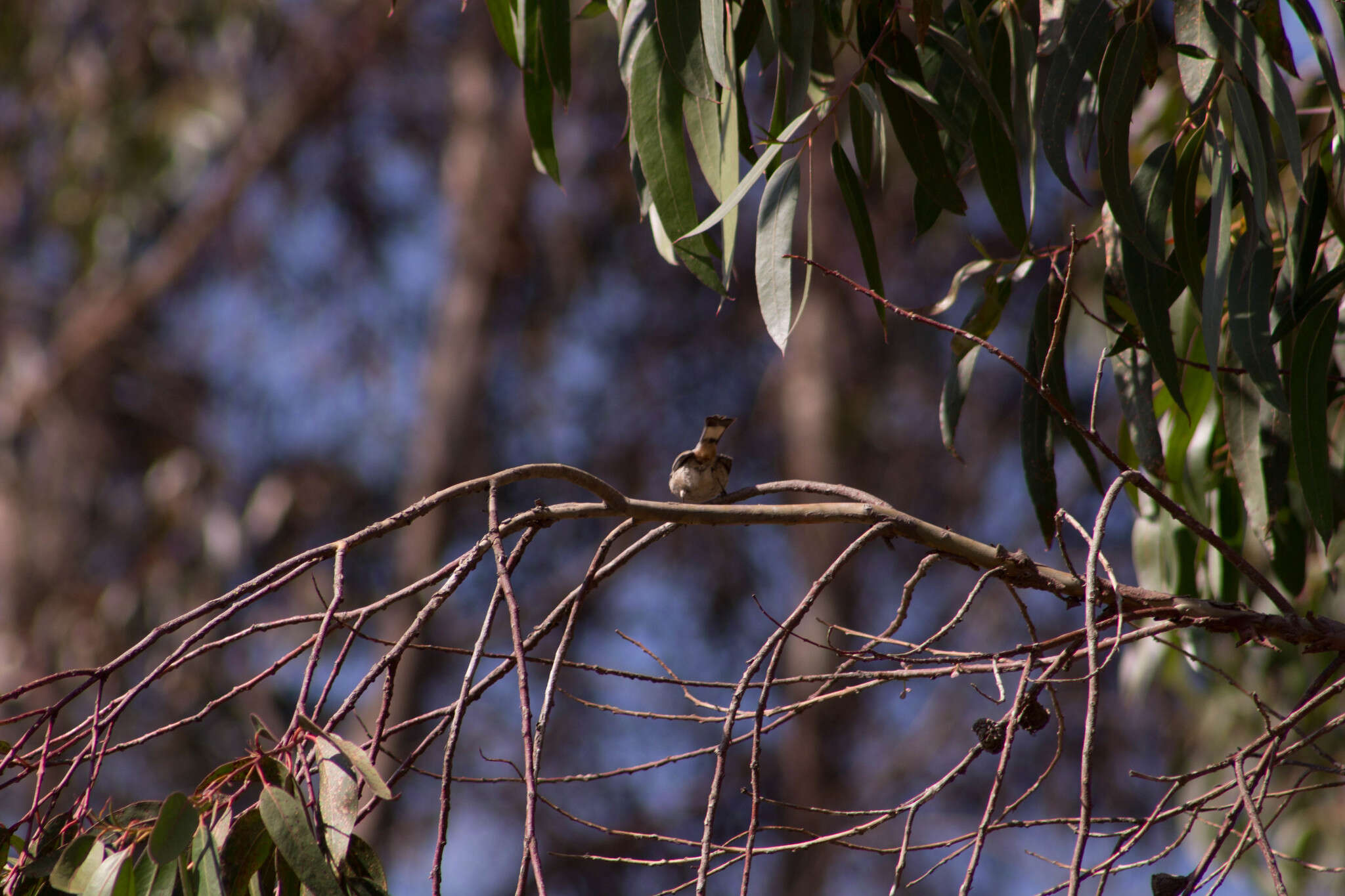 Image of Band-tailed Seedeater