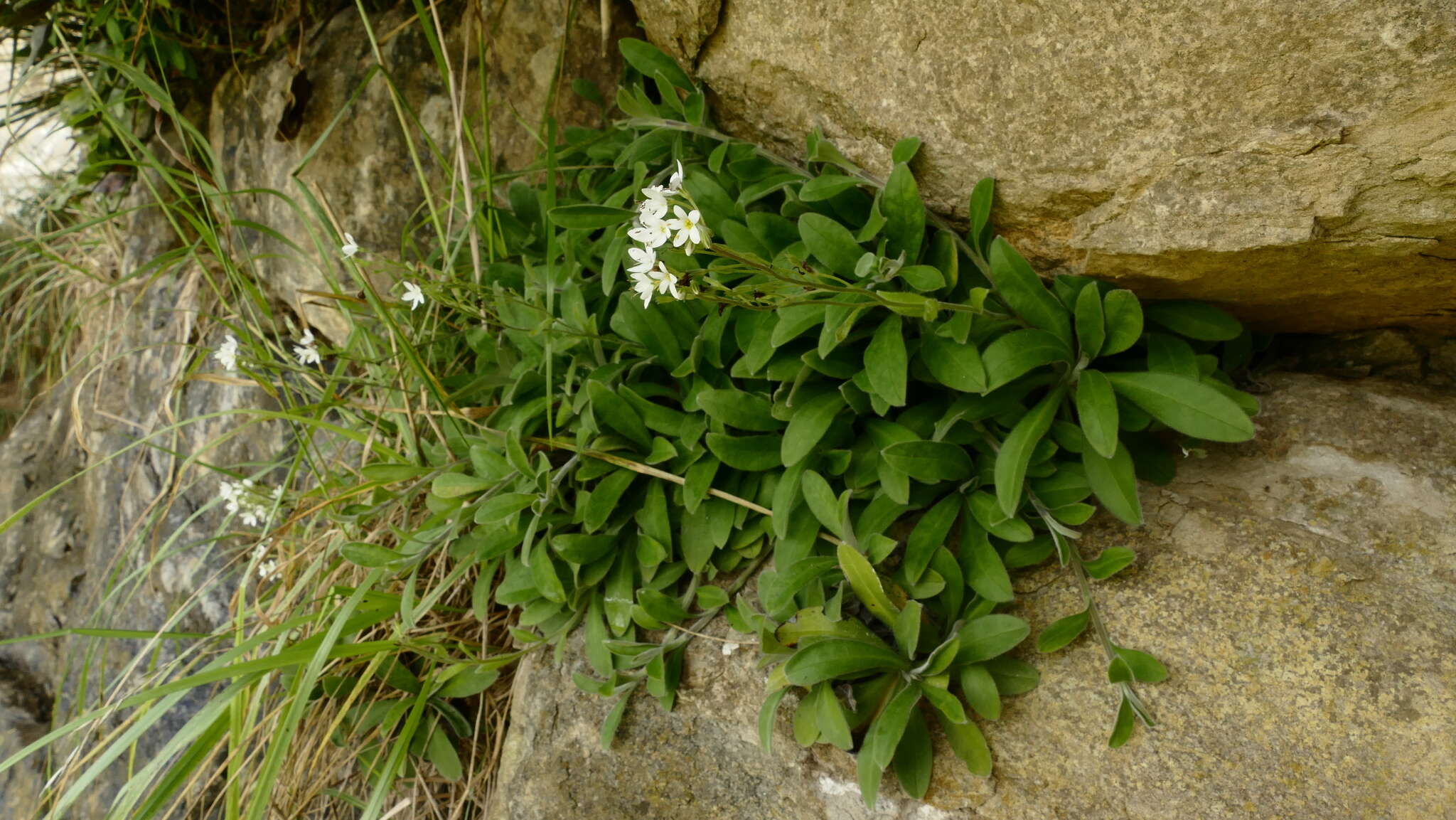 Image de Myosotis brockiei subsp. dysis Courtney & Meudt