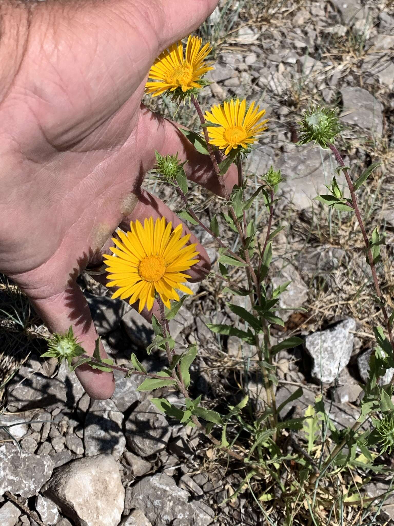 Image of rough gumweed