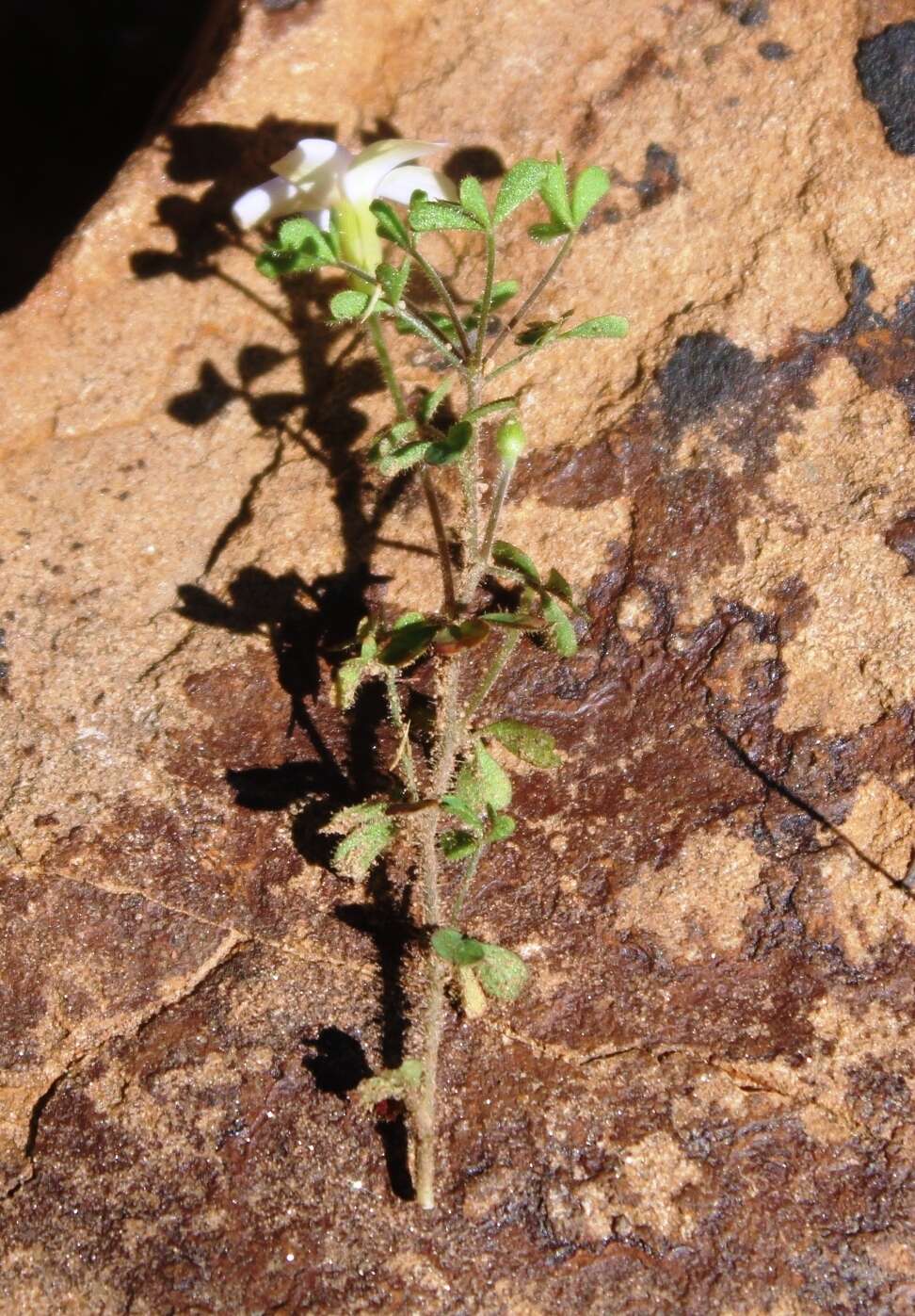 Sivun Oxalis ebracteata Savign. kuva