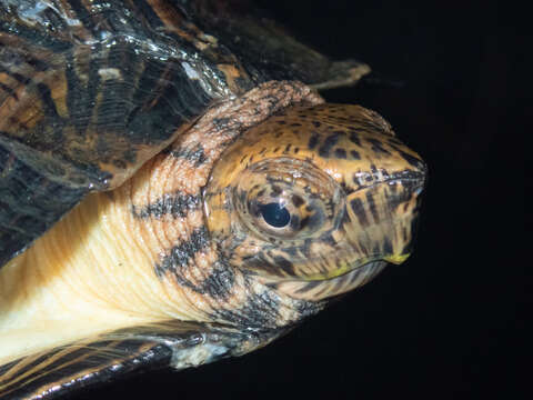 Image of Striped Leaf Turtle