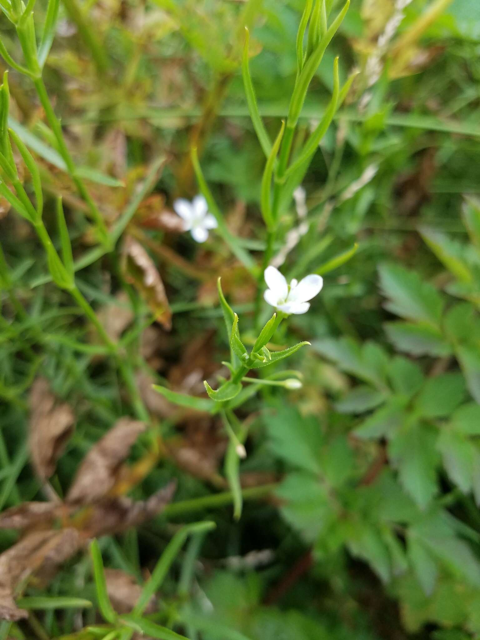 Plancia ëd Arenaria paludicola Robinson