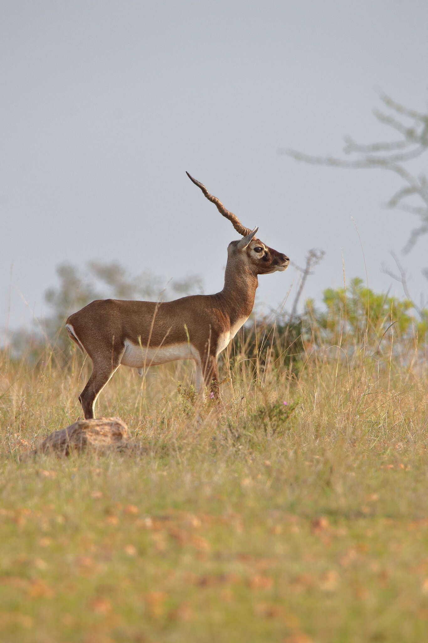 Image de Antilope Pallas 1766