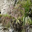 Image of Tillandsia ferreyrae L. B. Sm.