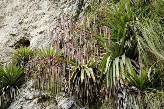 Image of Tillandsia ferreyrae L. B. Sm.