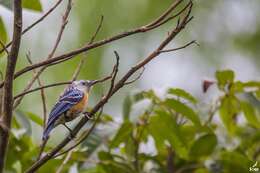 Image of Beautiful Nuthatch